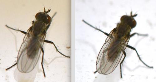 Schoenomyza litorella